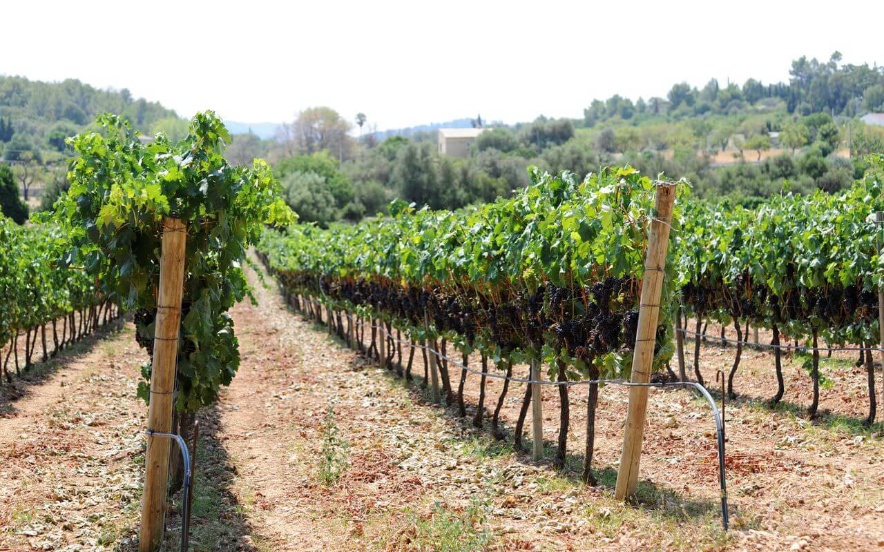 La Bodega Jardi Lavica