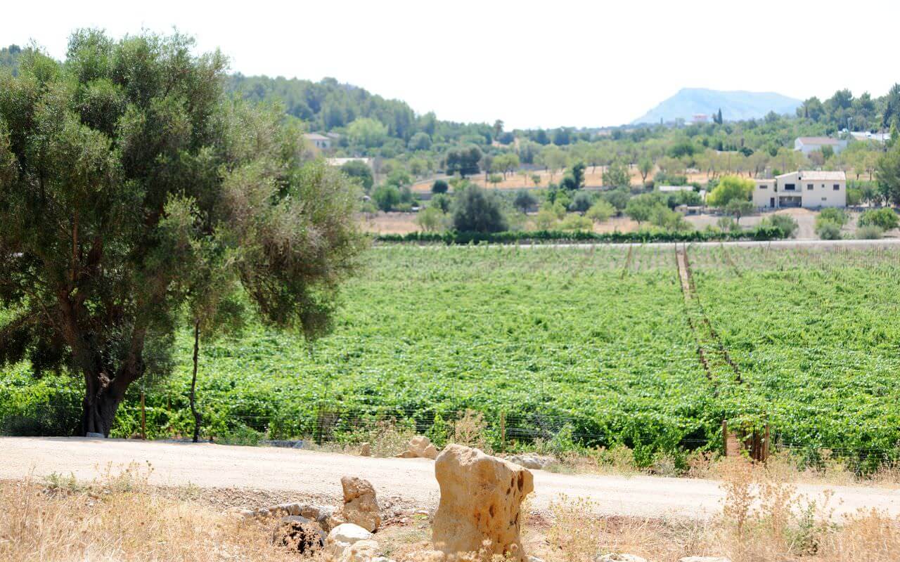 Bodega Jardi Lavica